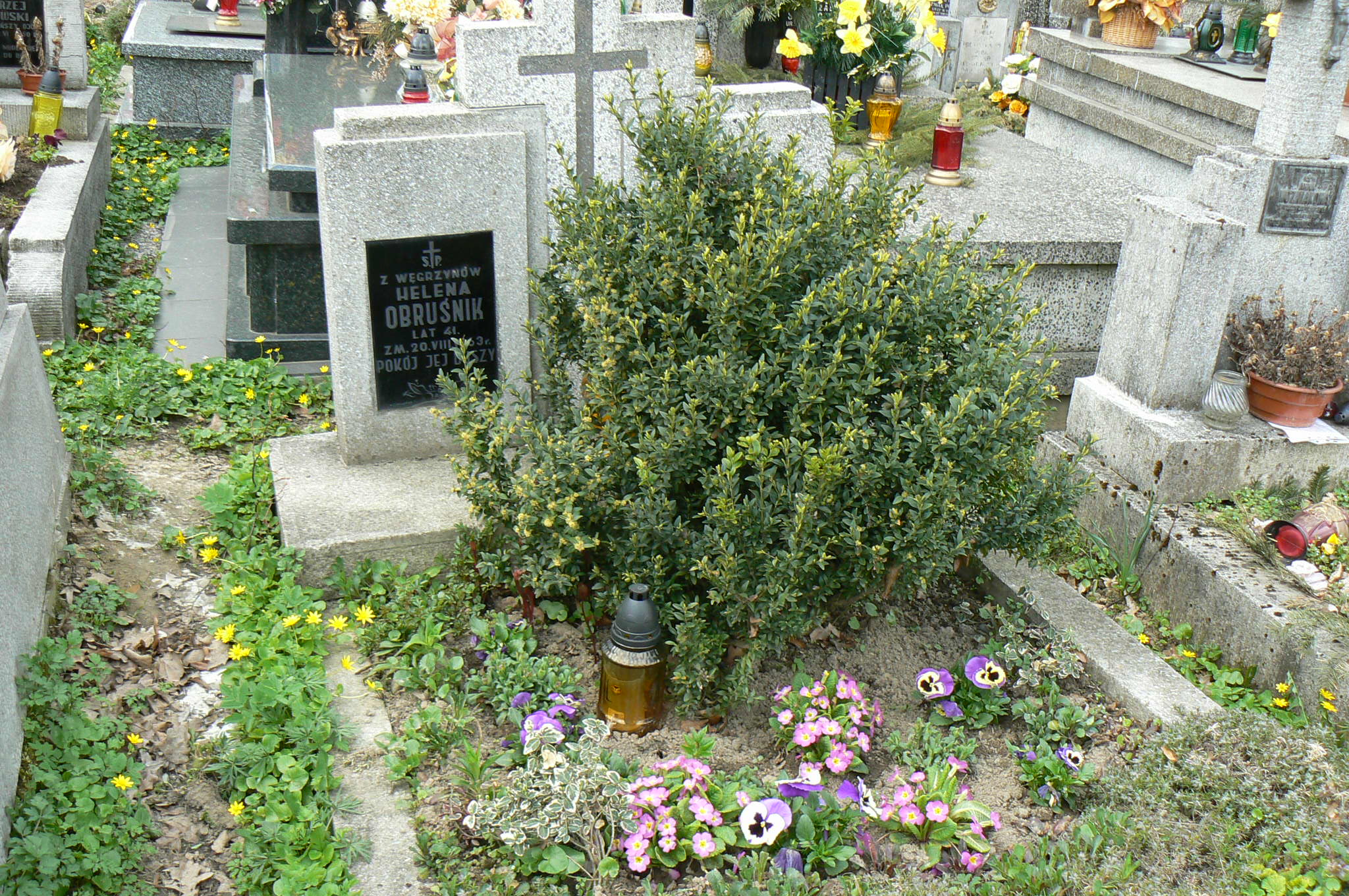 Józef Polewka 1956 Myślenice - Grobonet - Wyszukiwarka osób pochowanych