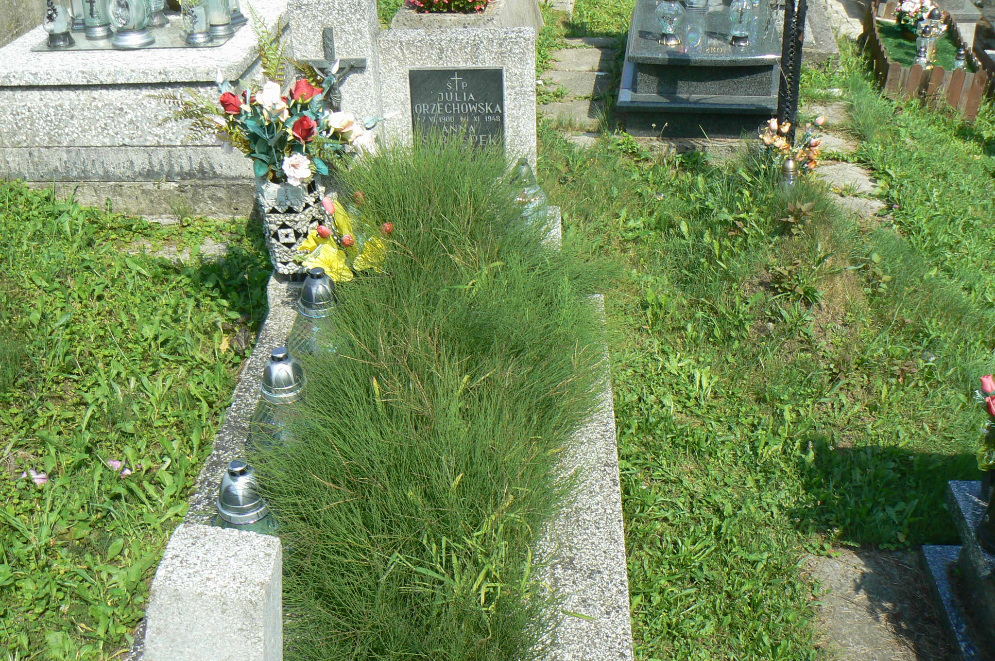 Julia Orzechowska 1900 Myślenice - Grobonet - Wyszukiwarka osób pochowanych